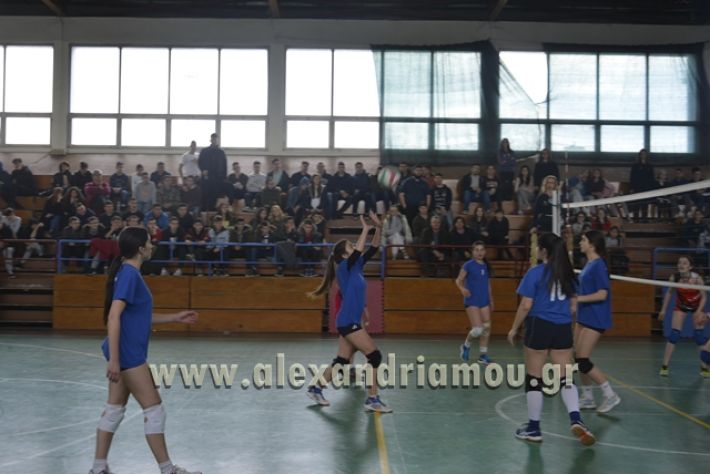 volley _1ogel-kassandra134